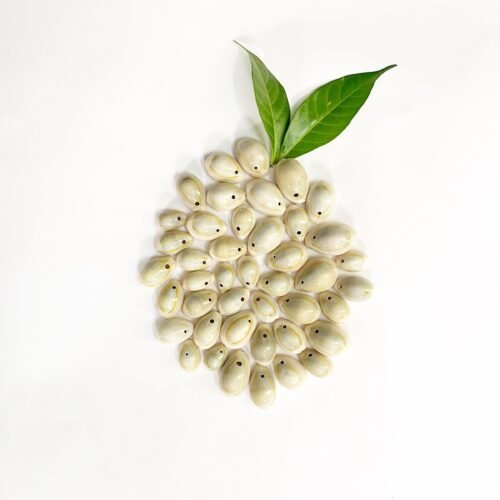 Natural Cowries - 2 (With Hole)