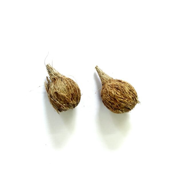 Miniature Coconut