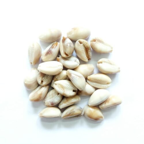 Acrylic Cowries